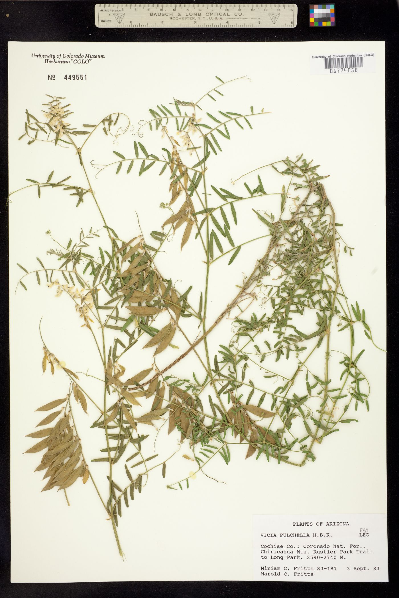 Vicia pulchella image