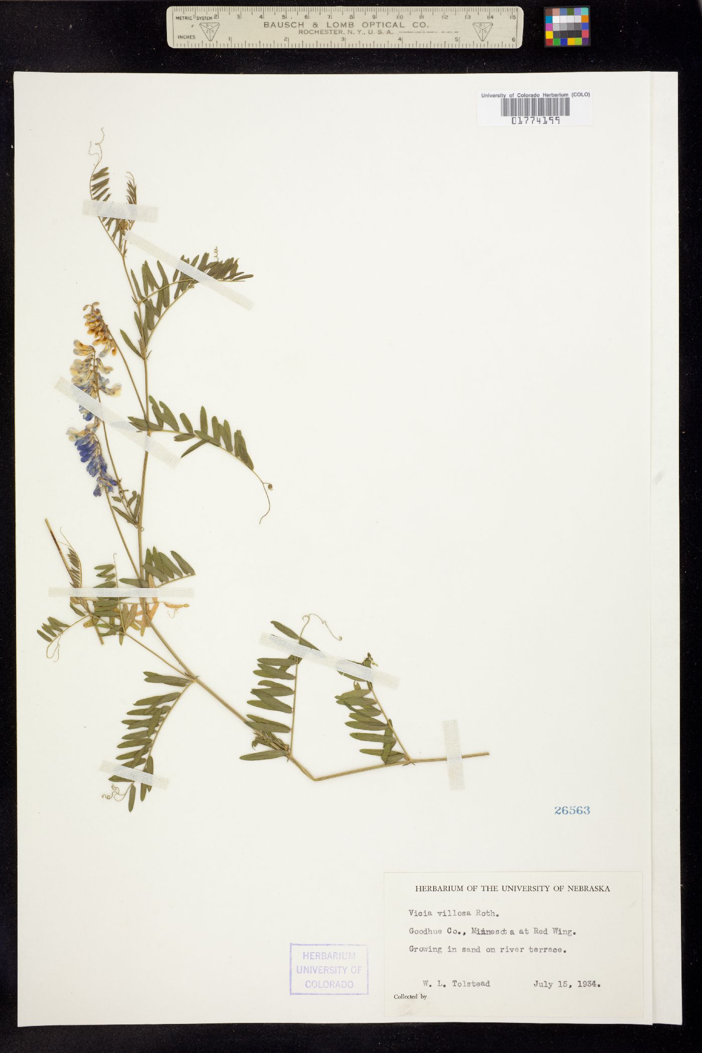 Vicia villosa image