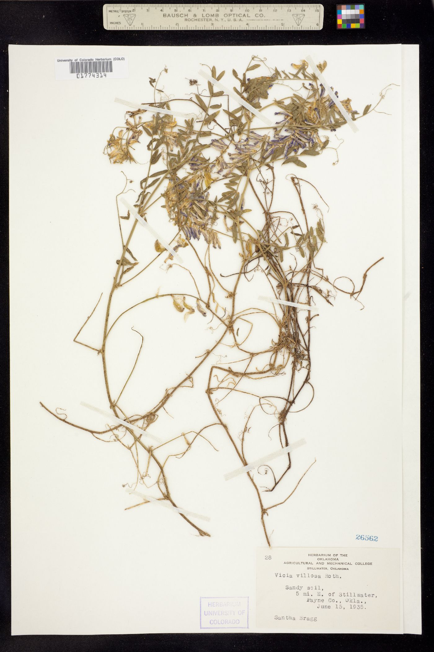 Vicia villosa image