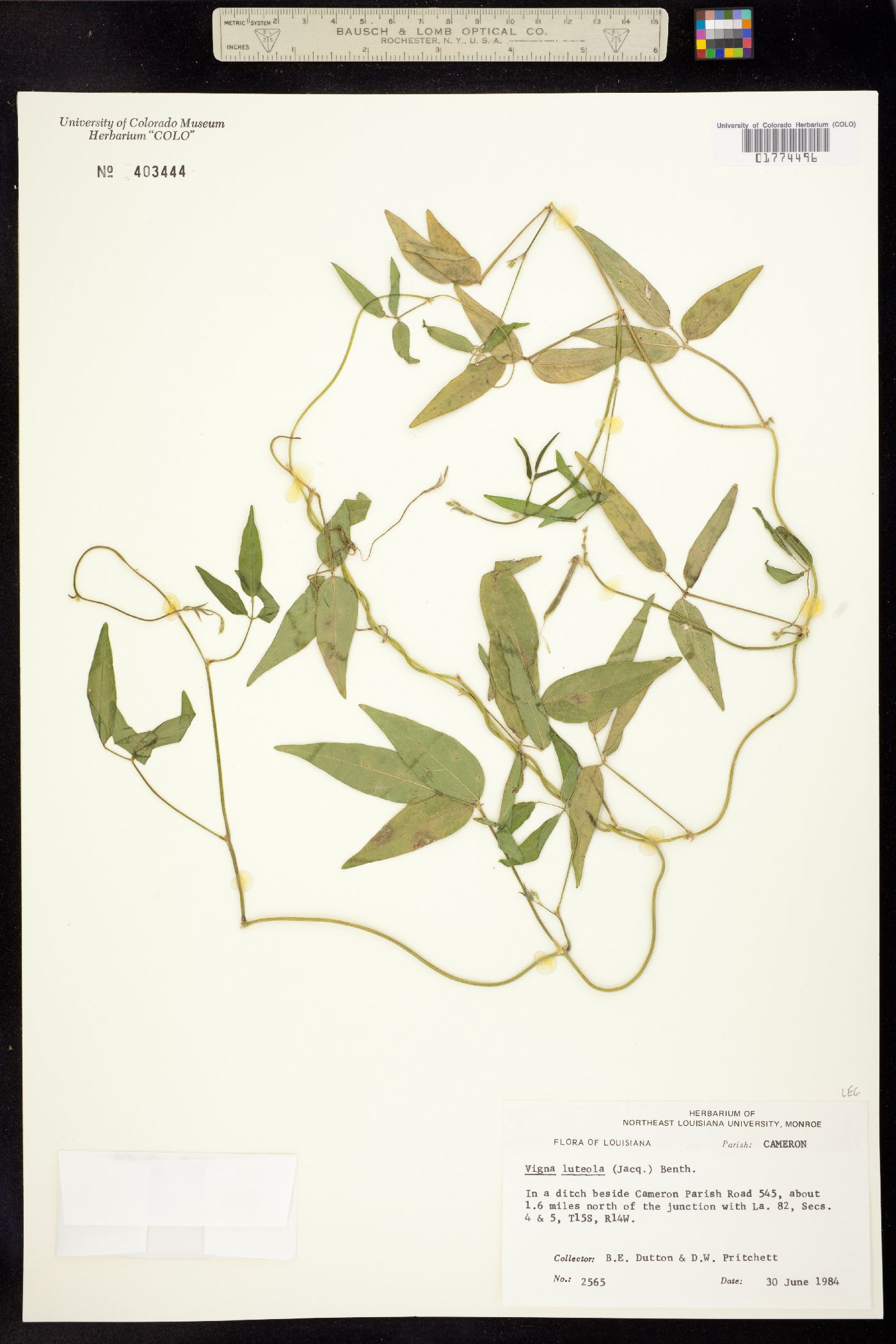 Vigna luteola image