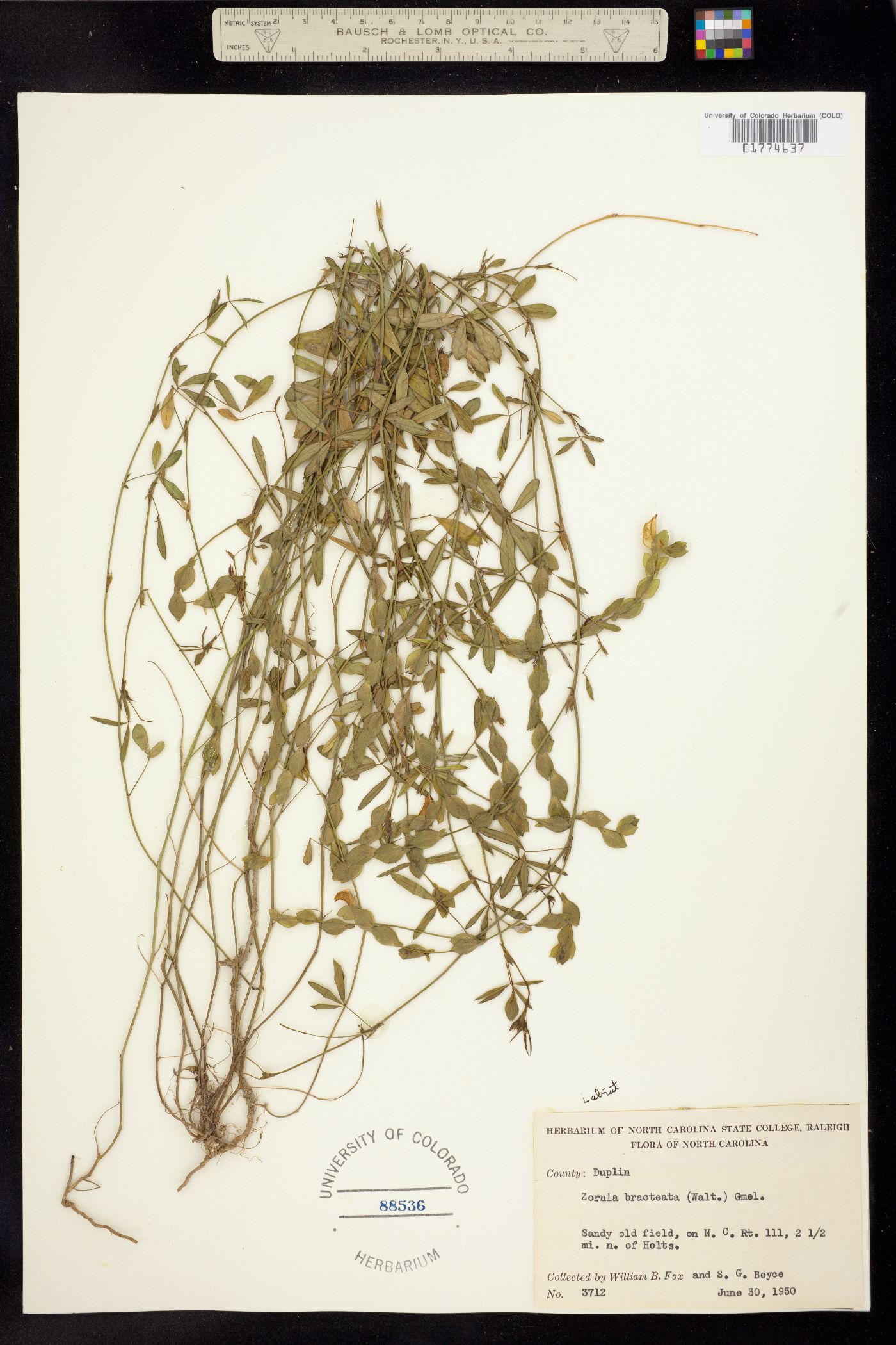 Zornia bracteata image