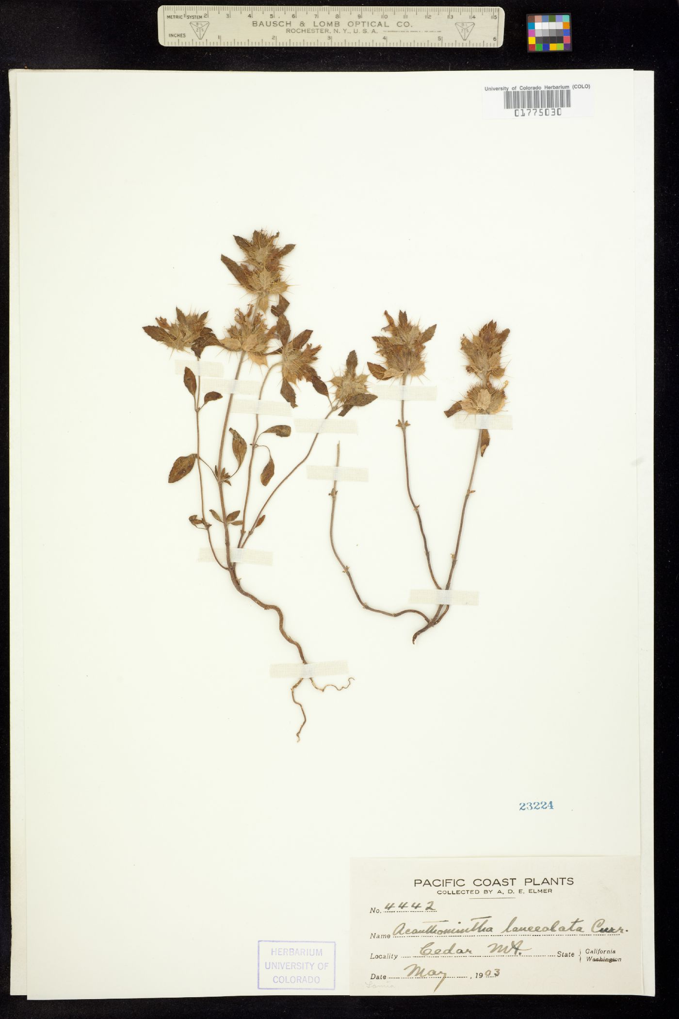 Acanthomintha lanceolata image