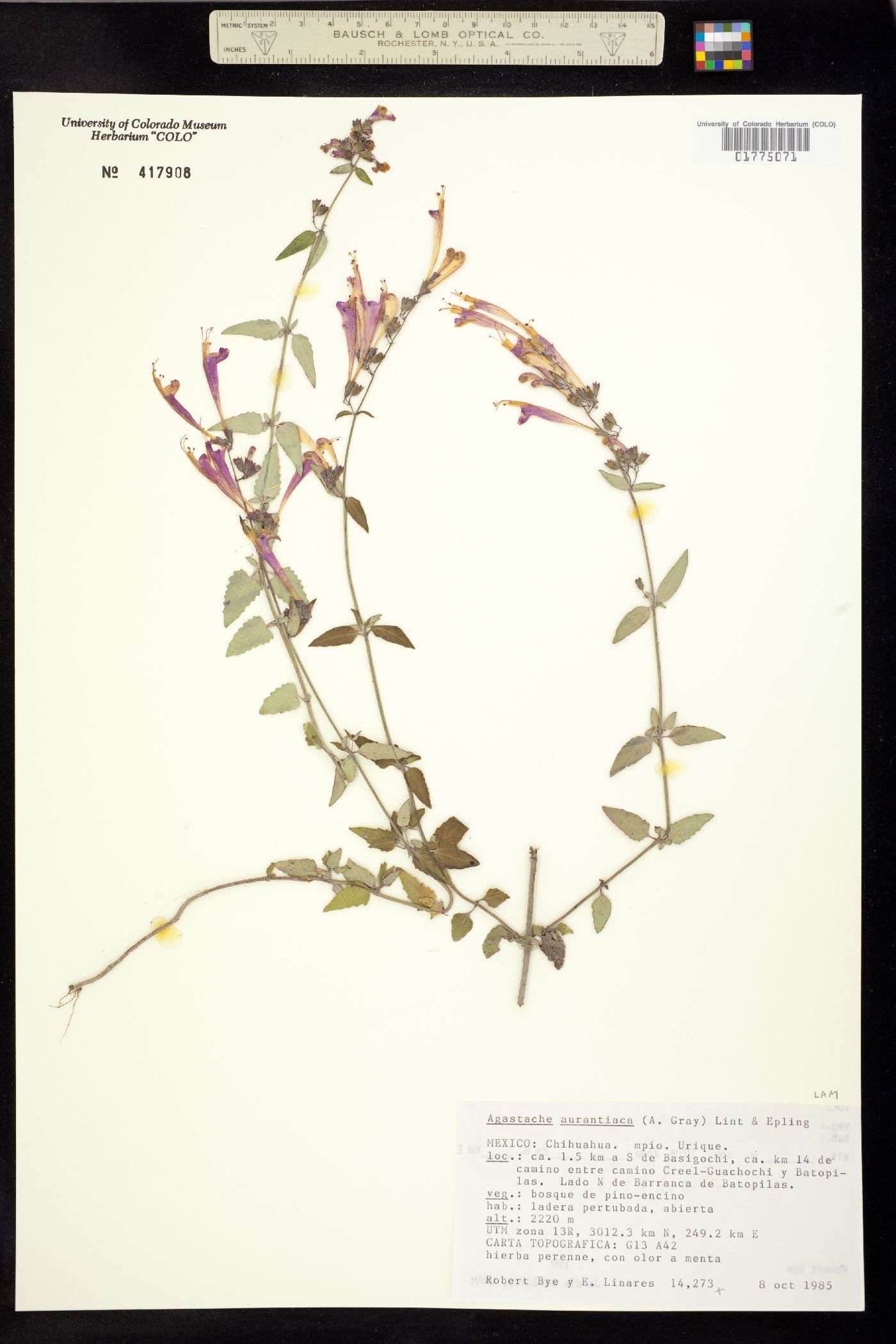 Agastache aurantiaca image