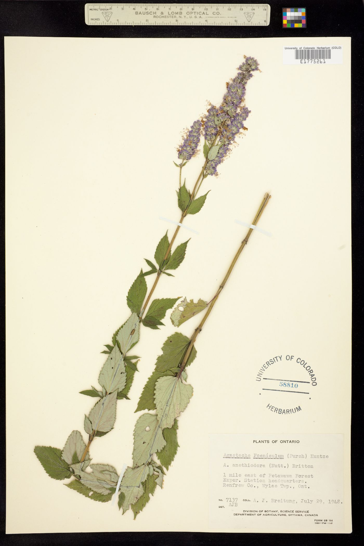 Agastache foeniculum image