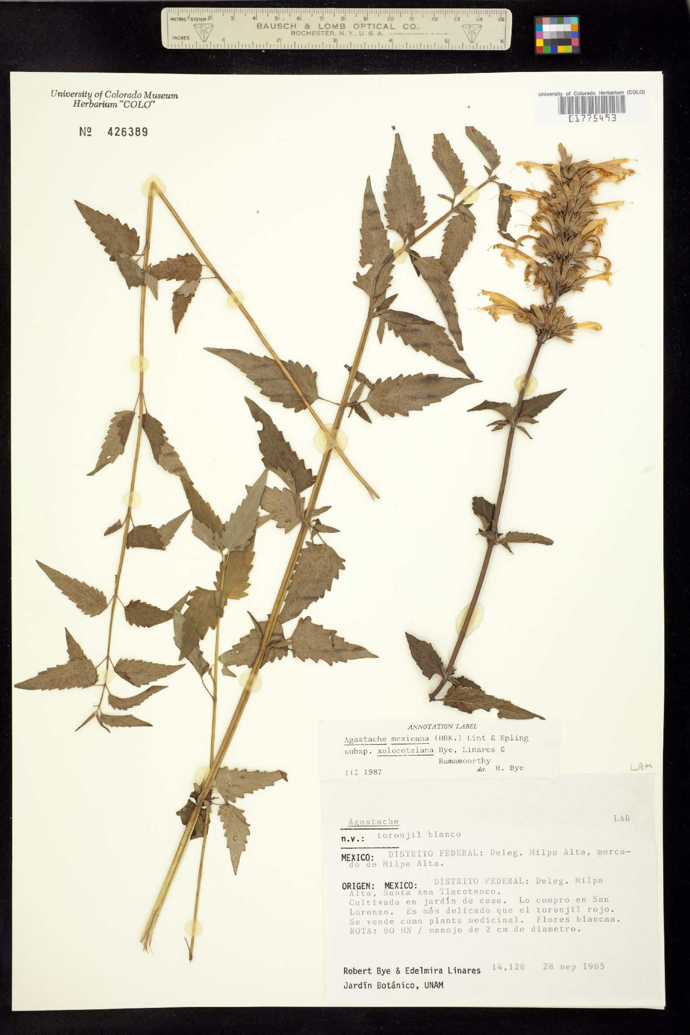 Agastache mexicana image