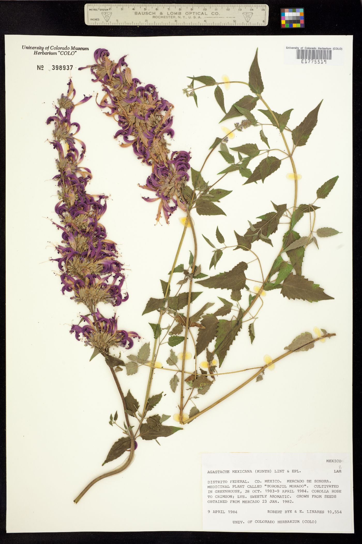 Agastache mexicana image