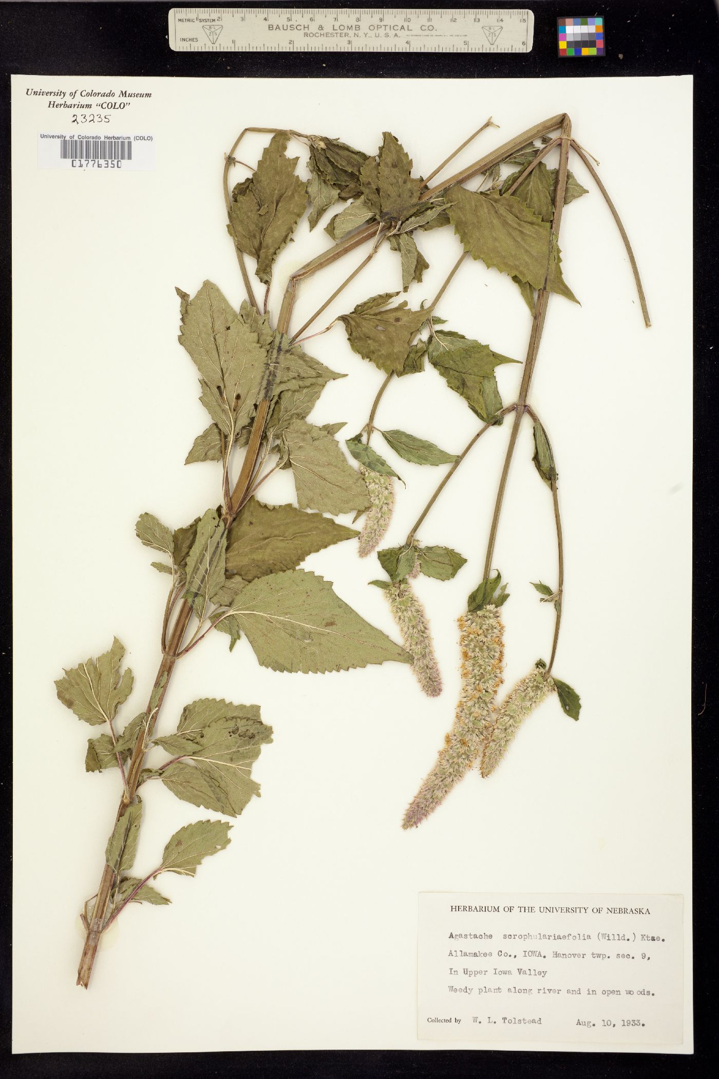 Agastache image