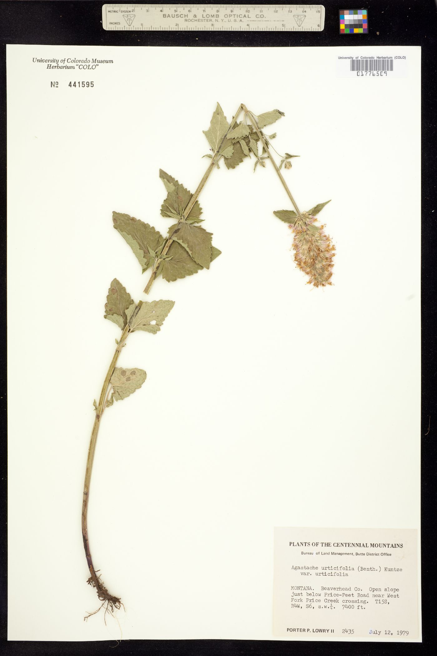 Agastache urticifolia image