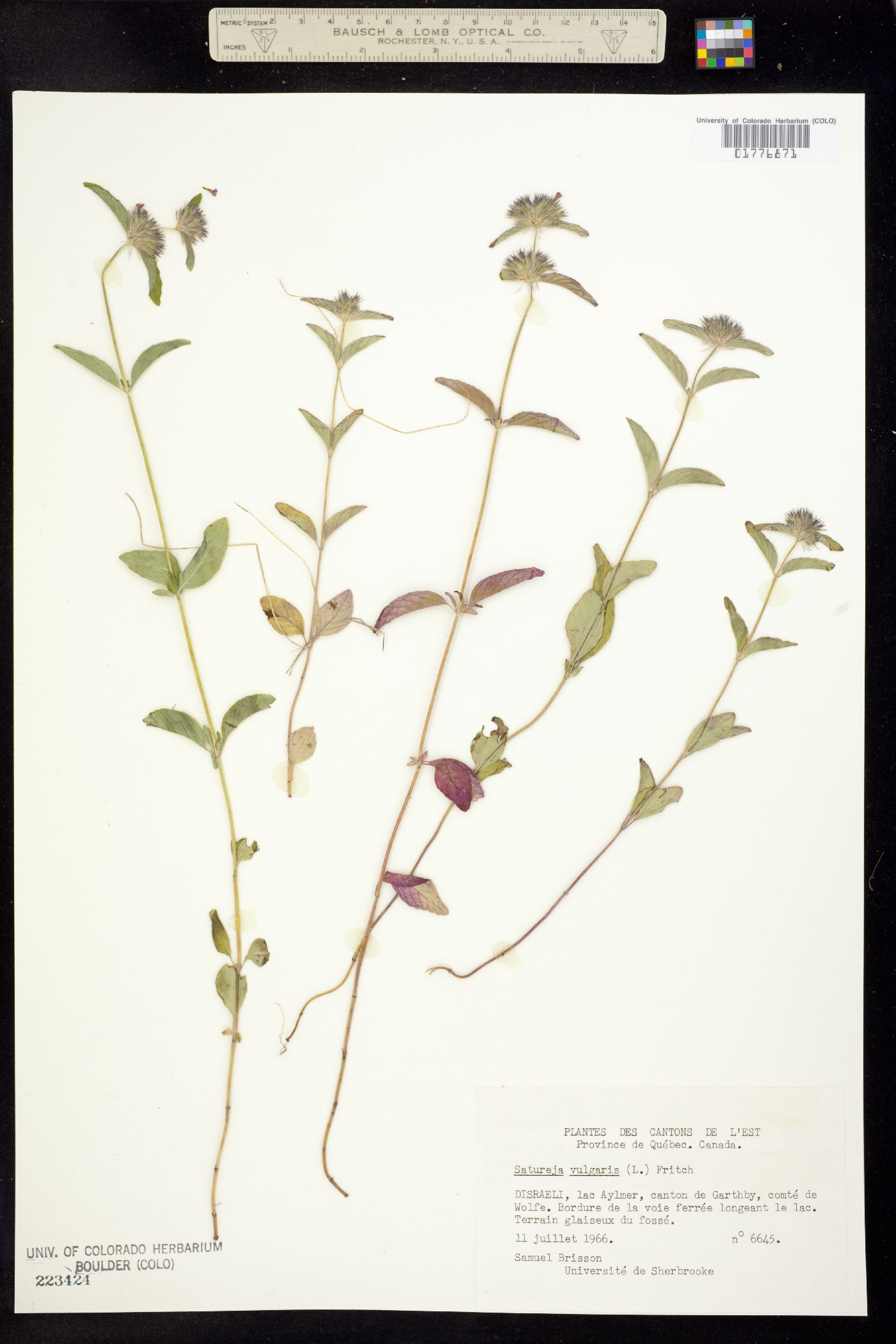 Clinopodium vulgare image