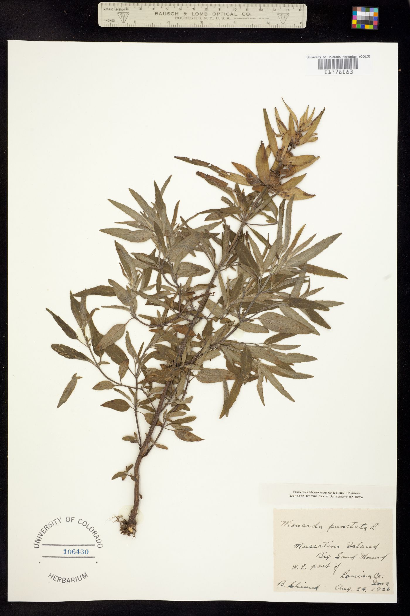 Monarda punctata image