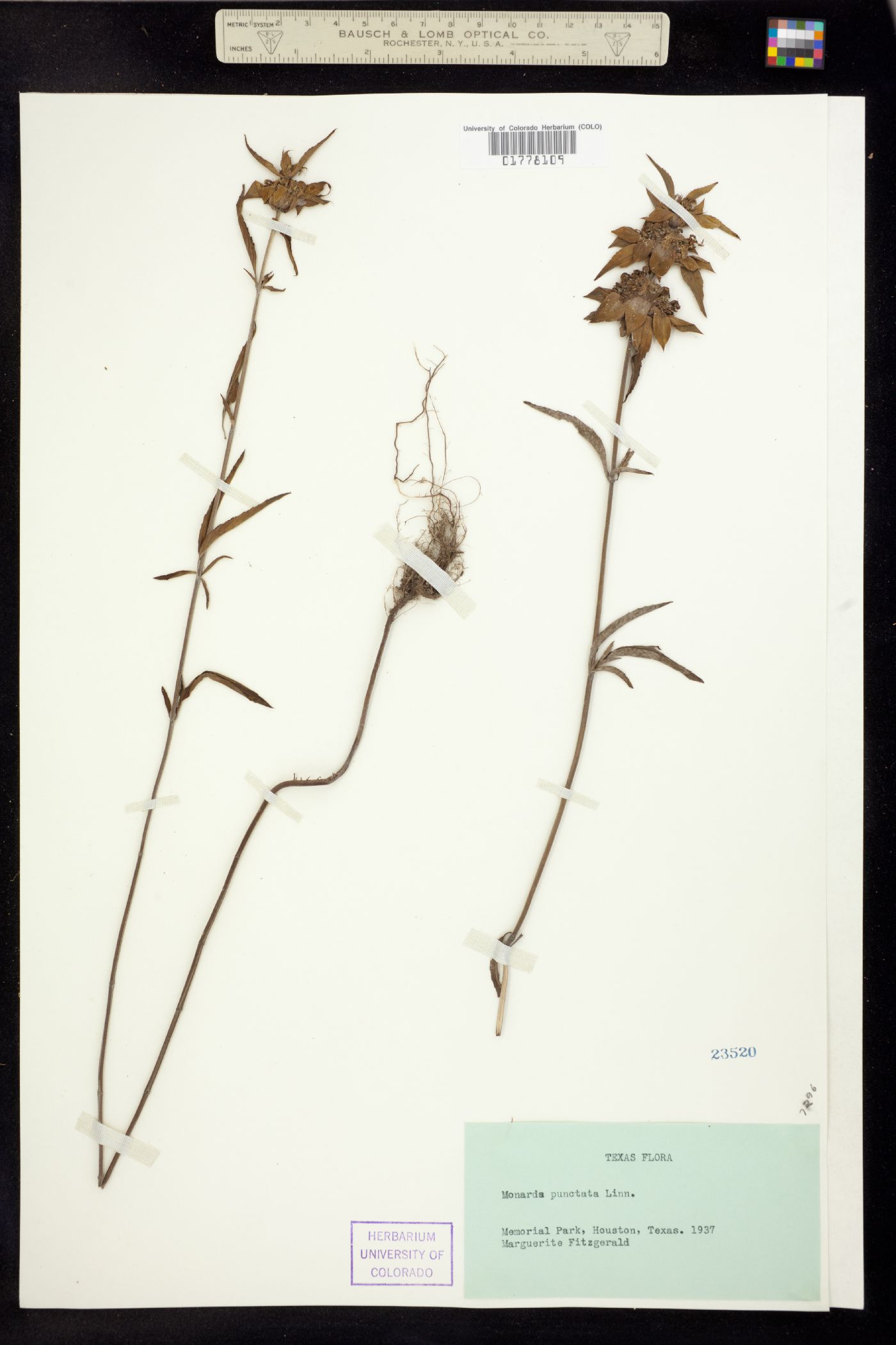 Monarda punctata image