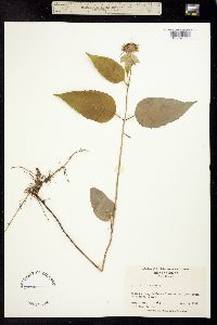 Image of Monarda clinopodia