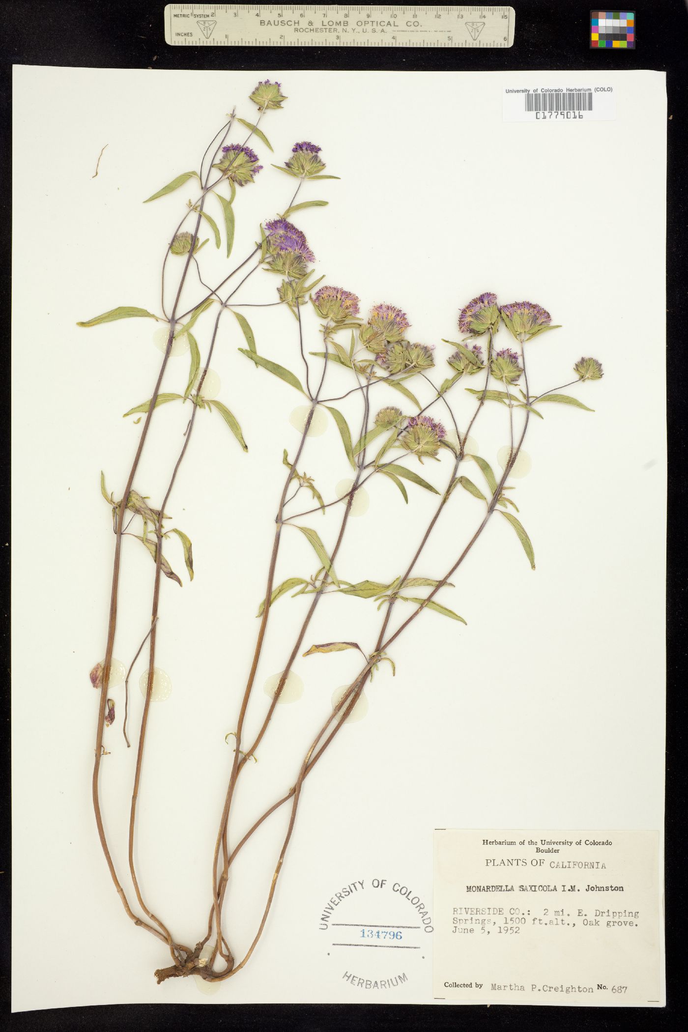 Monardella viridis ssp. saxicola image