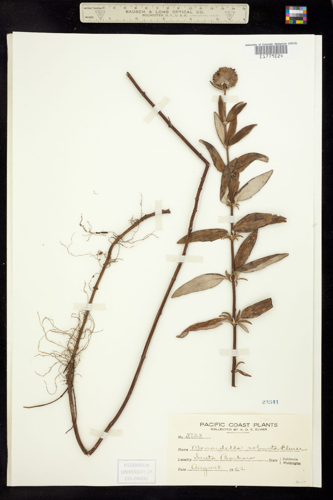 Monardella robusta image