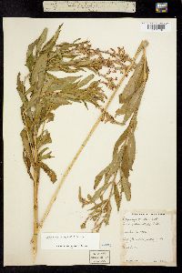 Physostegia parviflora image