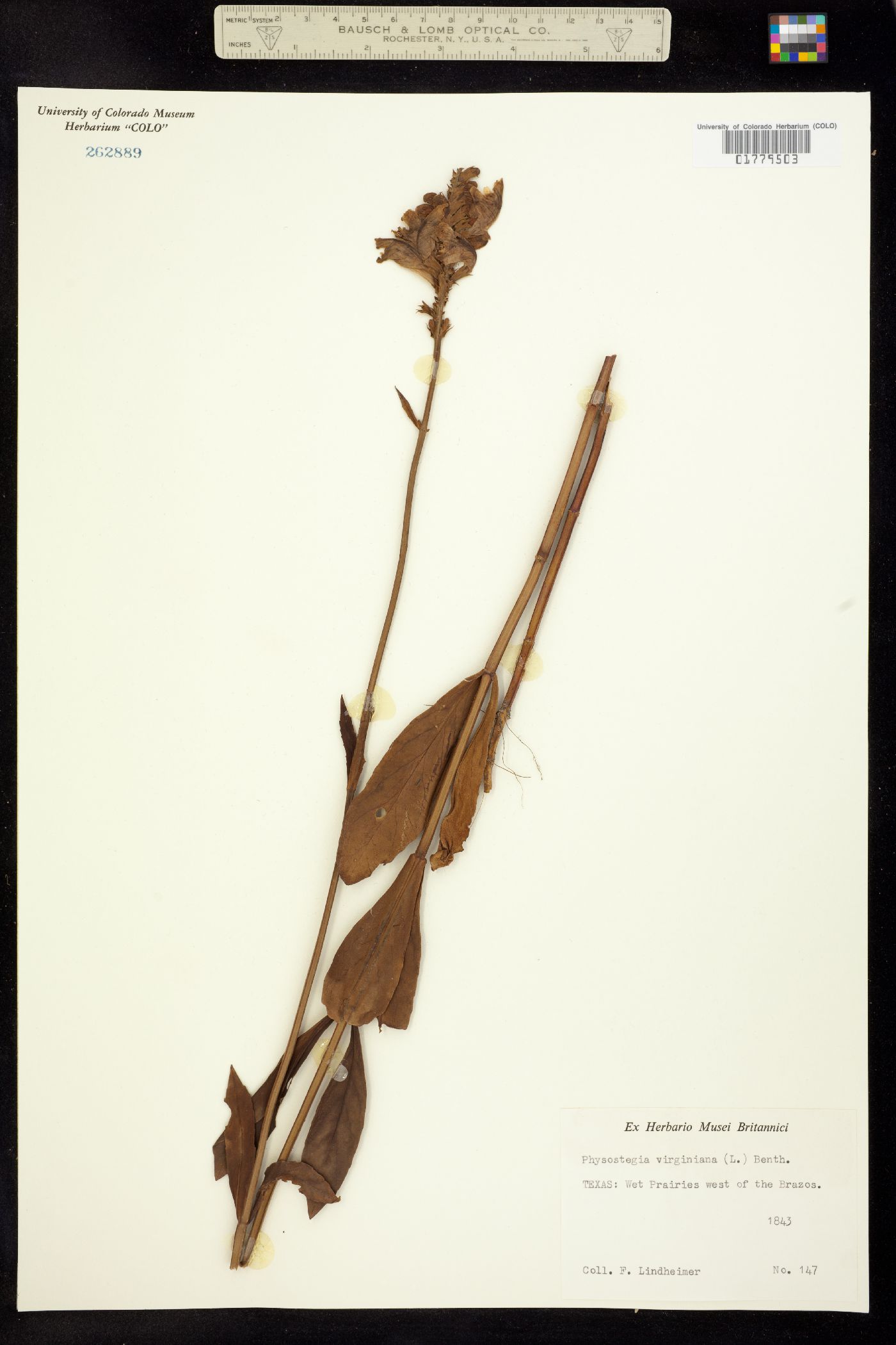 Physostegia virginiana image
