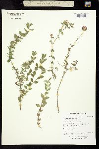 Image of Monardella arizonica