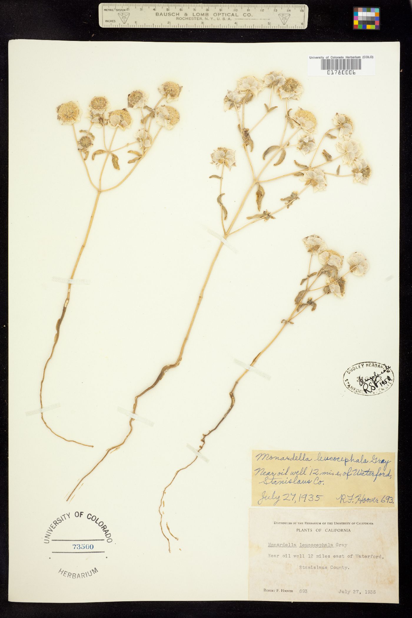 Monardella leucocephala image