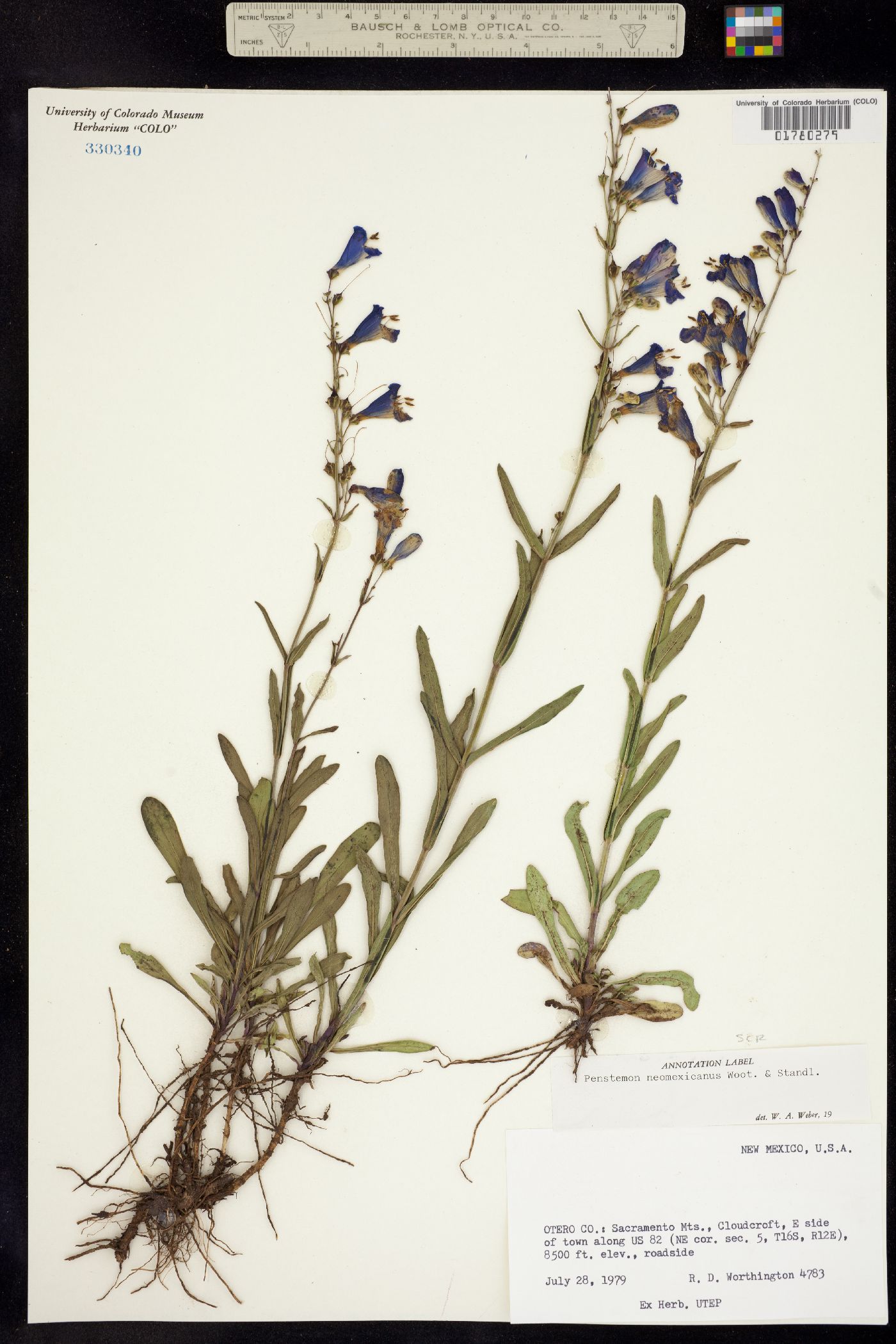 Penstemon neomexicanus image