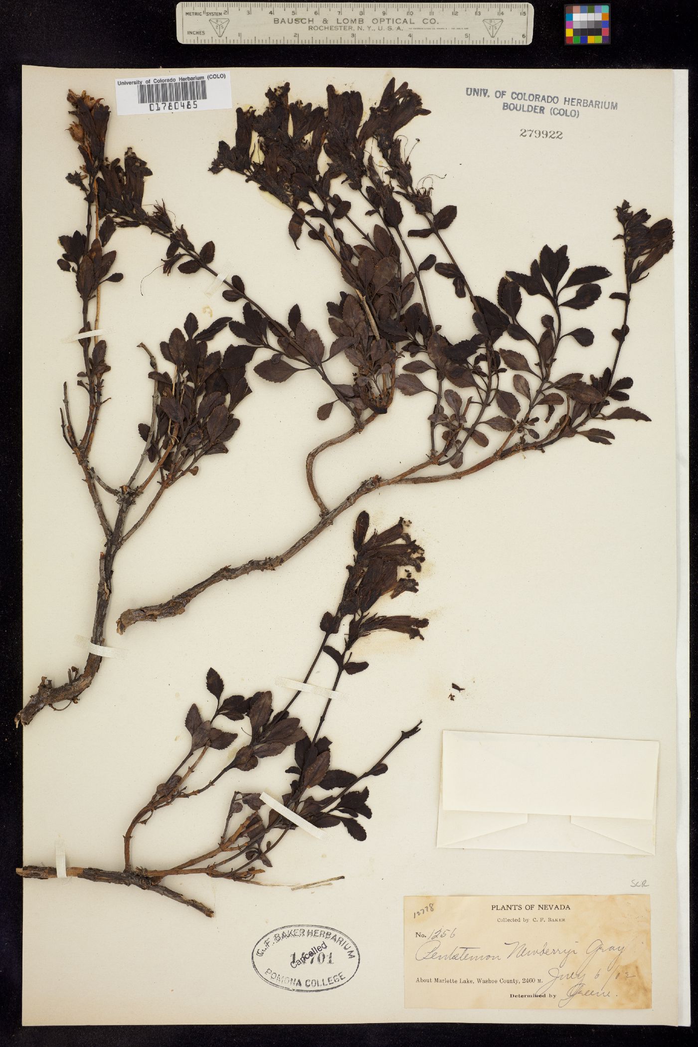 Penstemon newberryi image