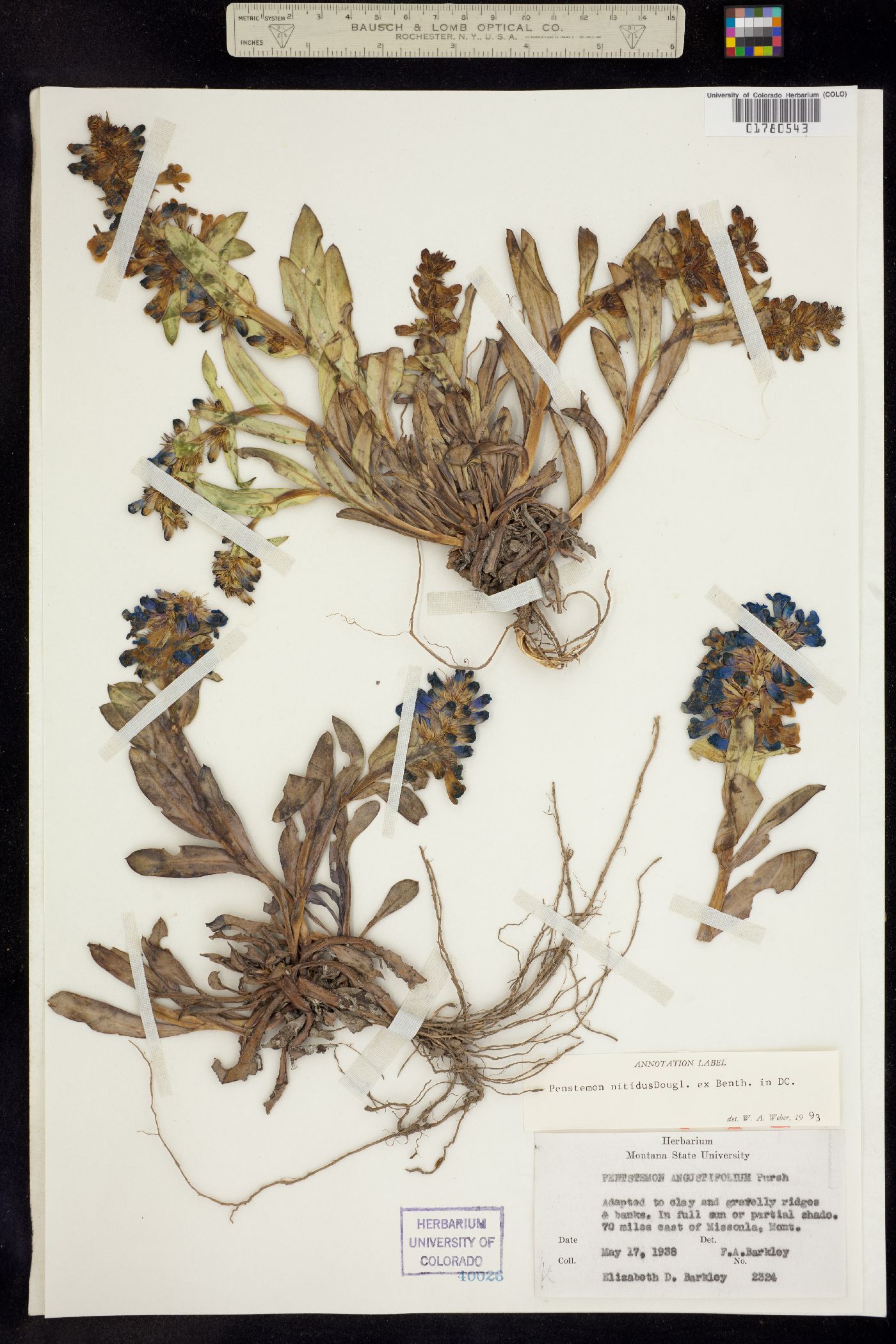 Penstemon nitidus image