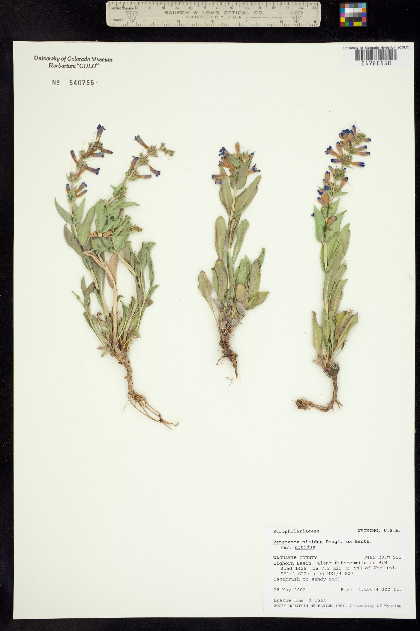 Penstemon nitidus image