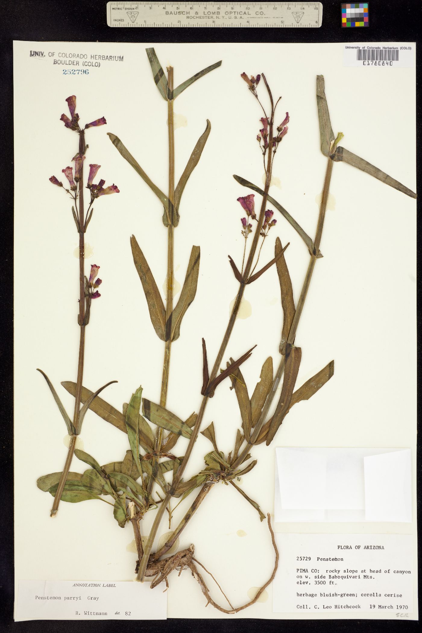 Penstemon parryi image