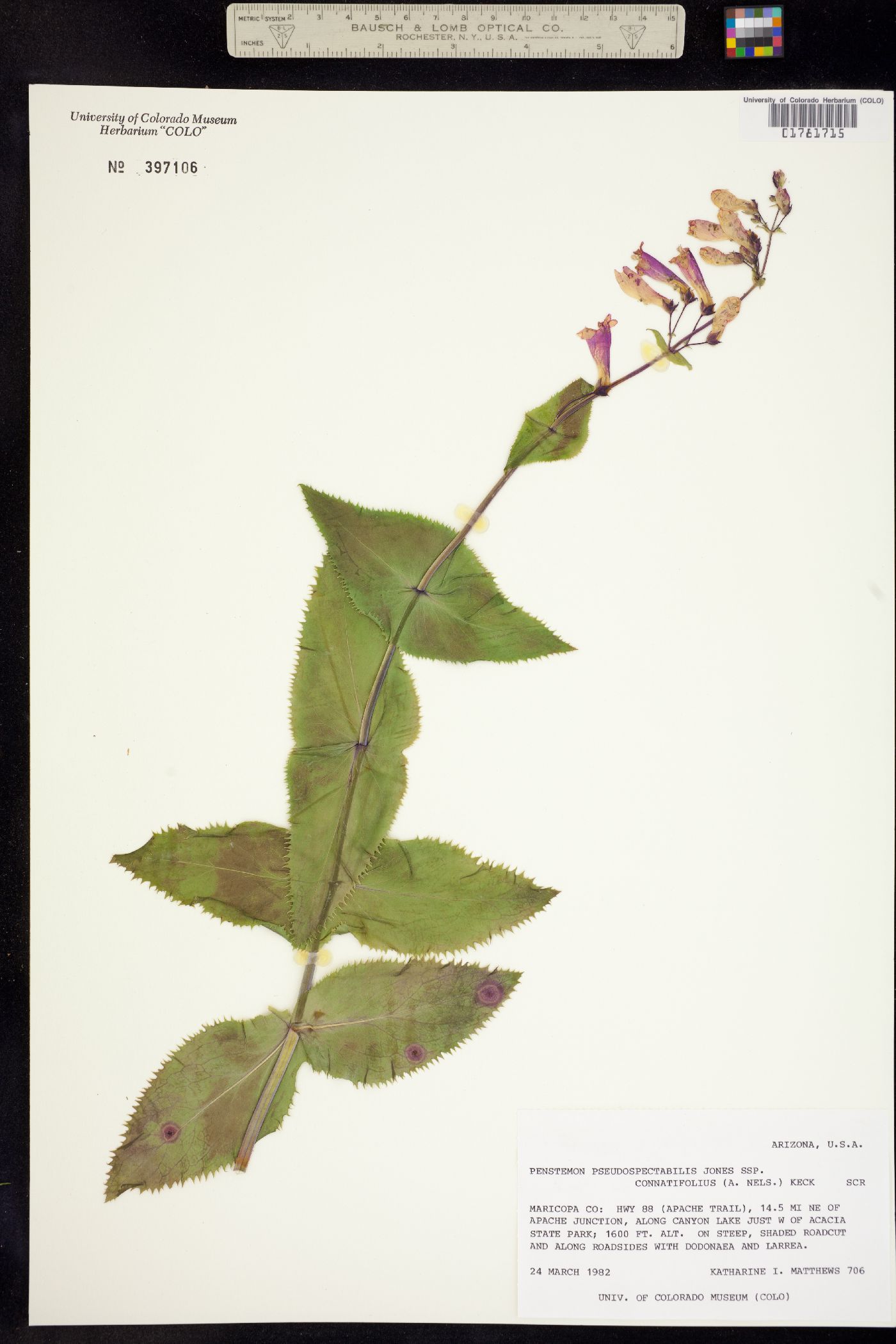 Penstemon pseudospectabilis image