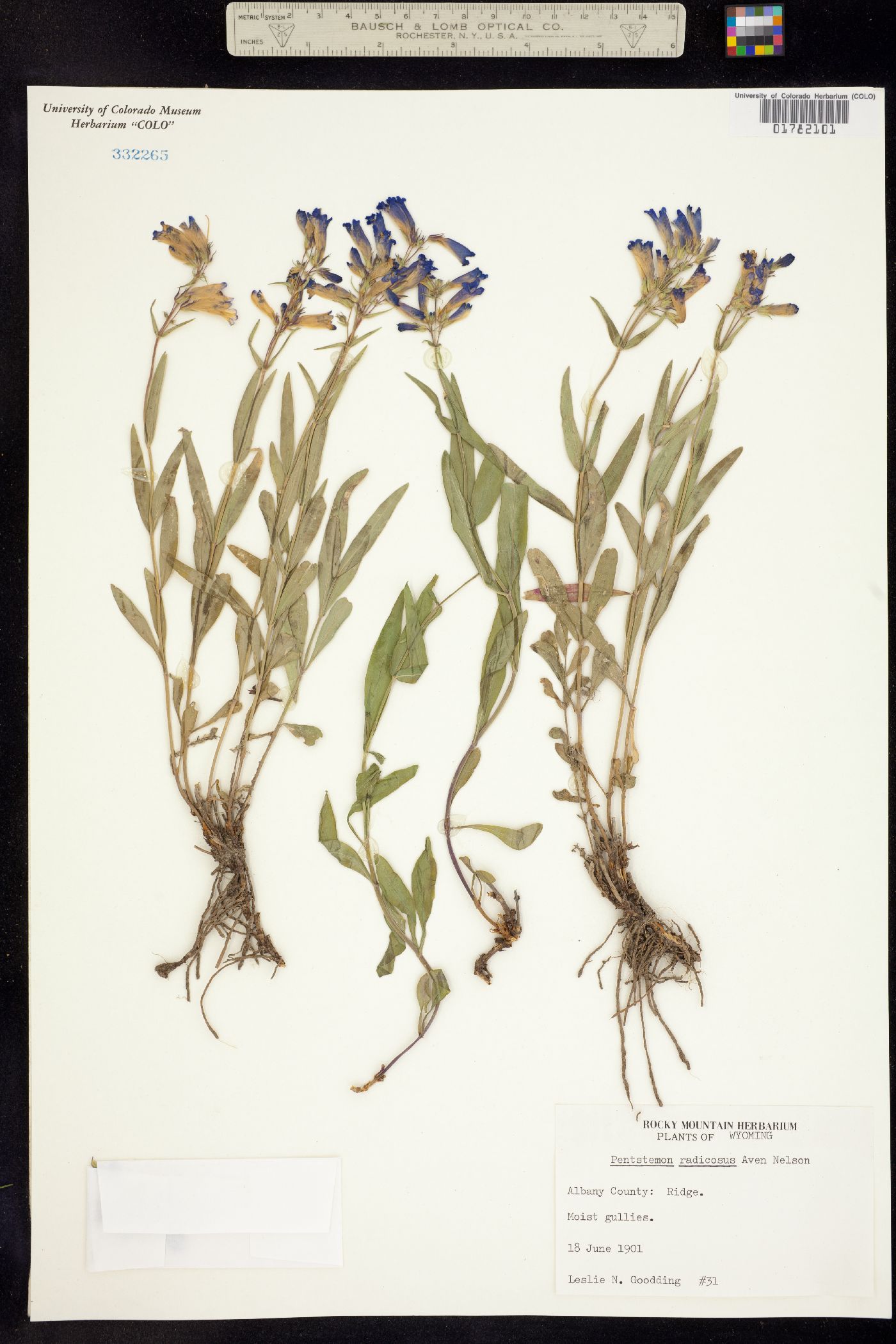 Penstemon radicosus image