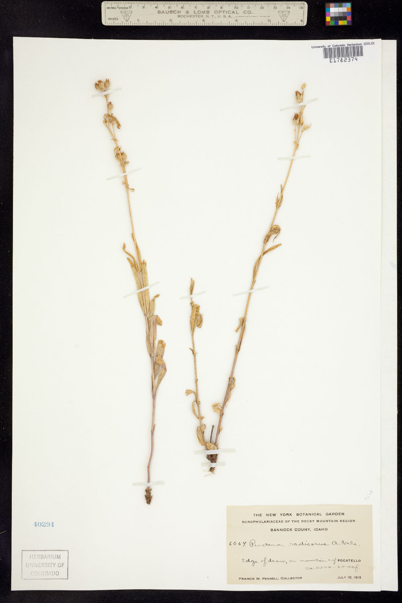 Penstemon radicosus image