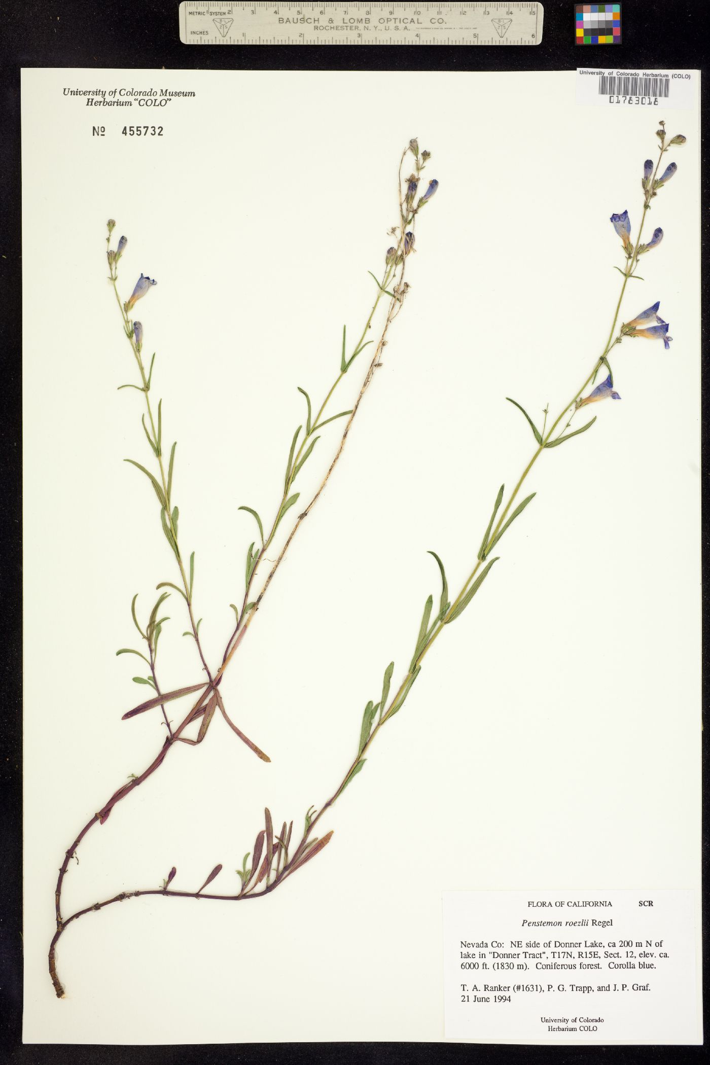 Penstemon roezlii image