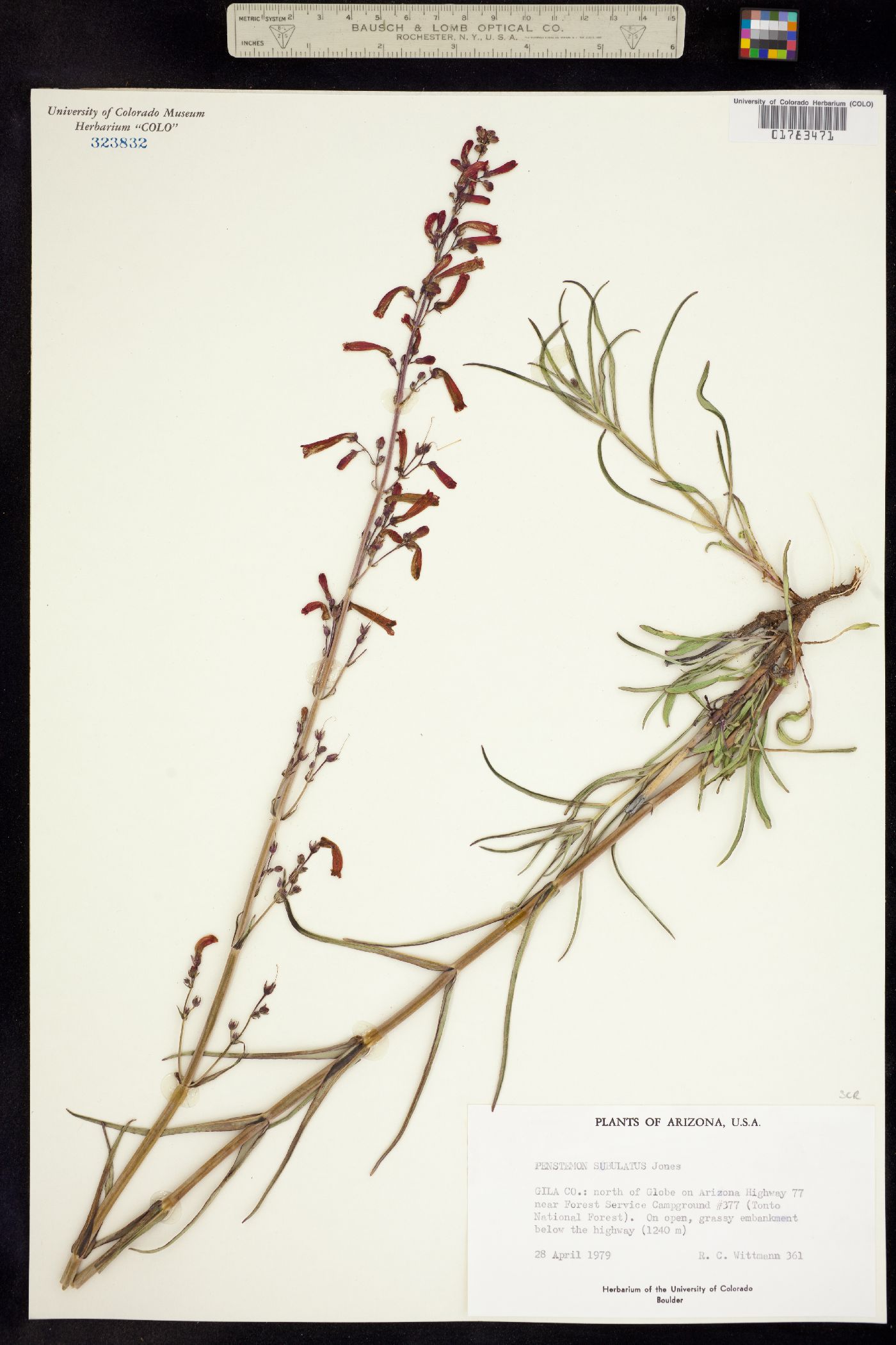 Penstemon subulatus image