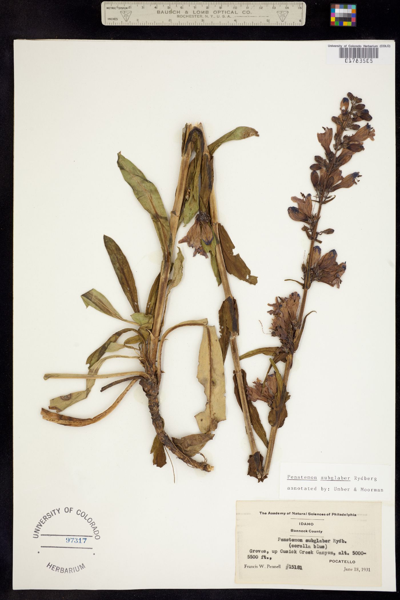 Penstemon subglaber image