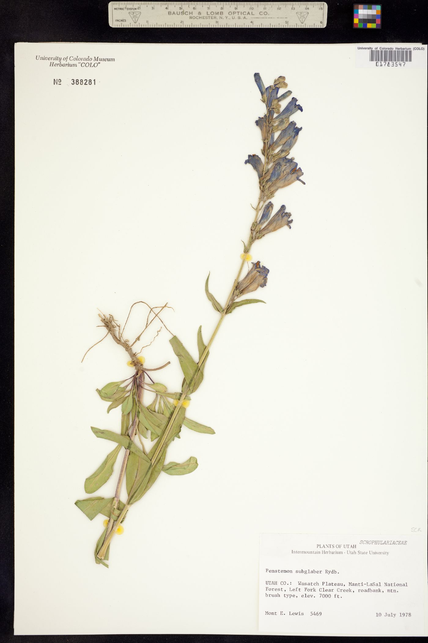 Penstemon subglaber image