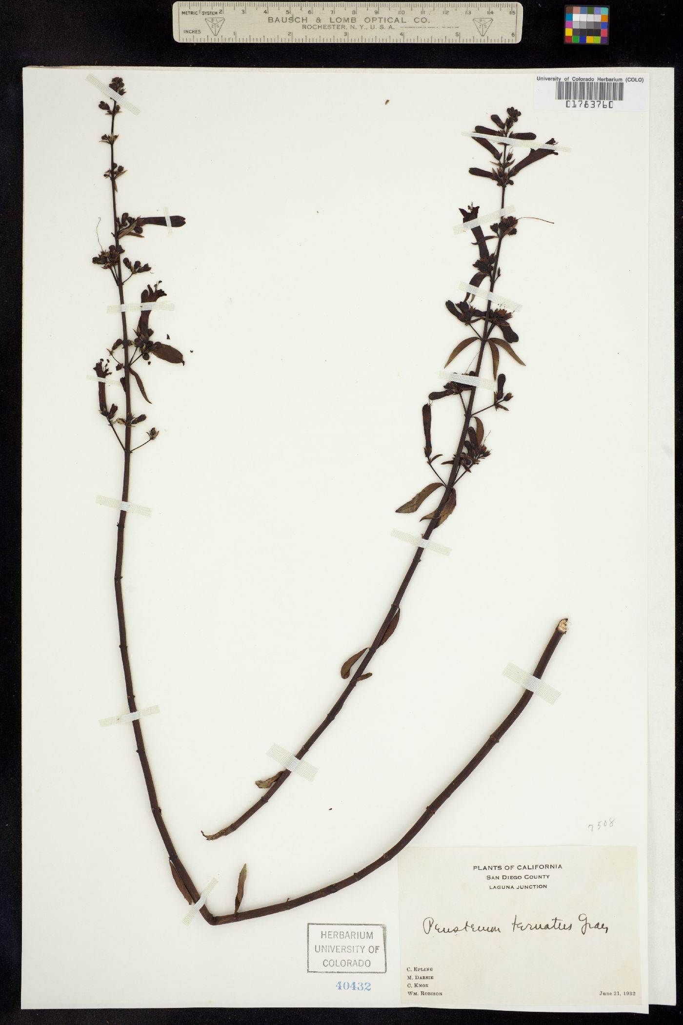 Keckiella ternata ssp. ternata image