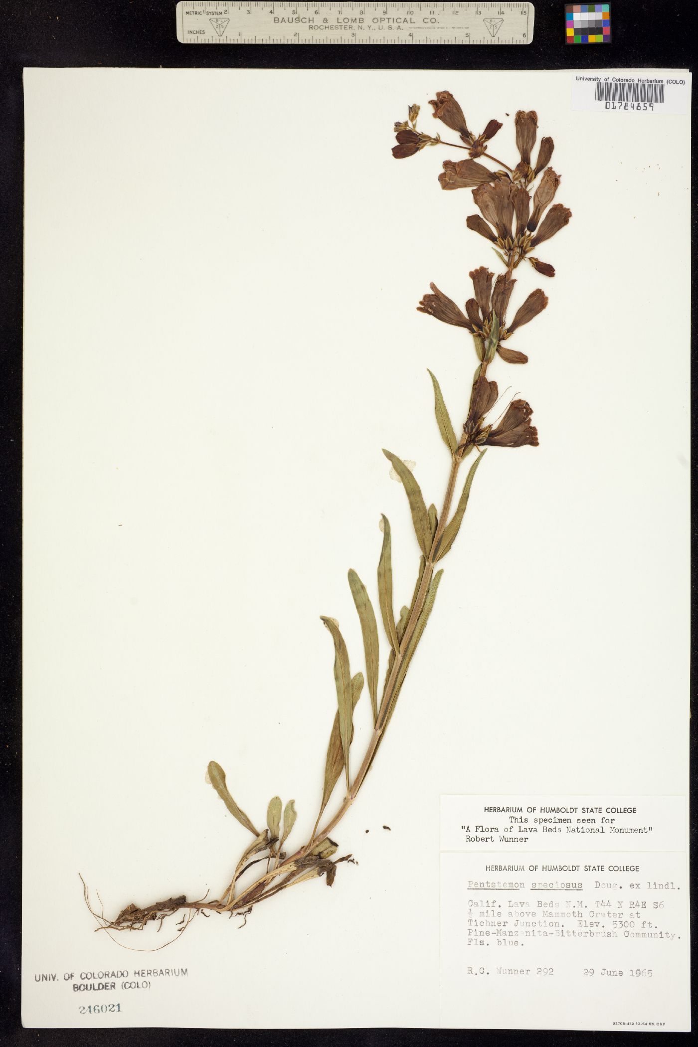 Penstemon speciosus image