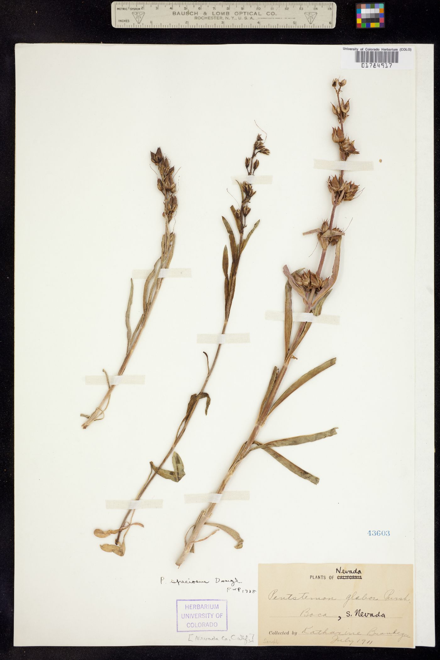 Penstemon speciosus image