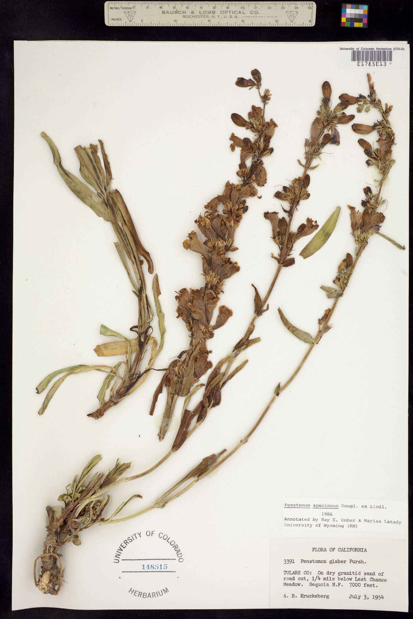 Penstemon speciosus image