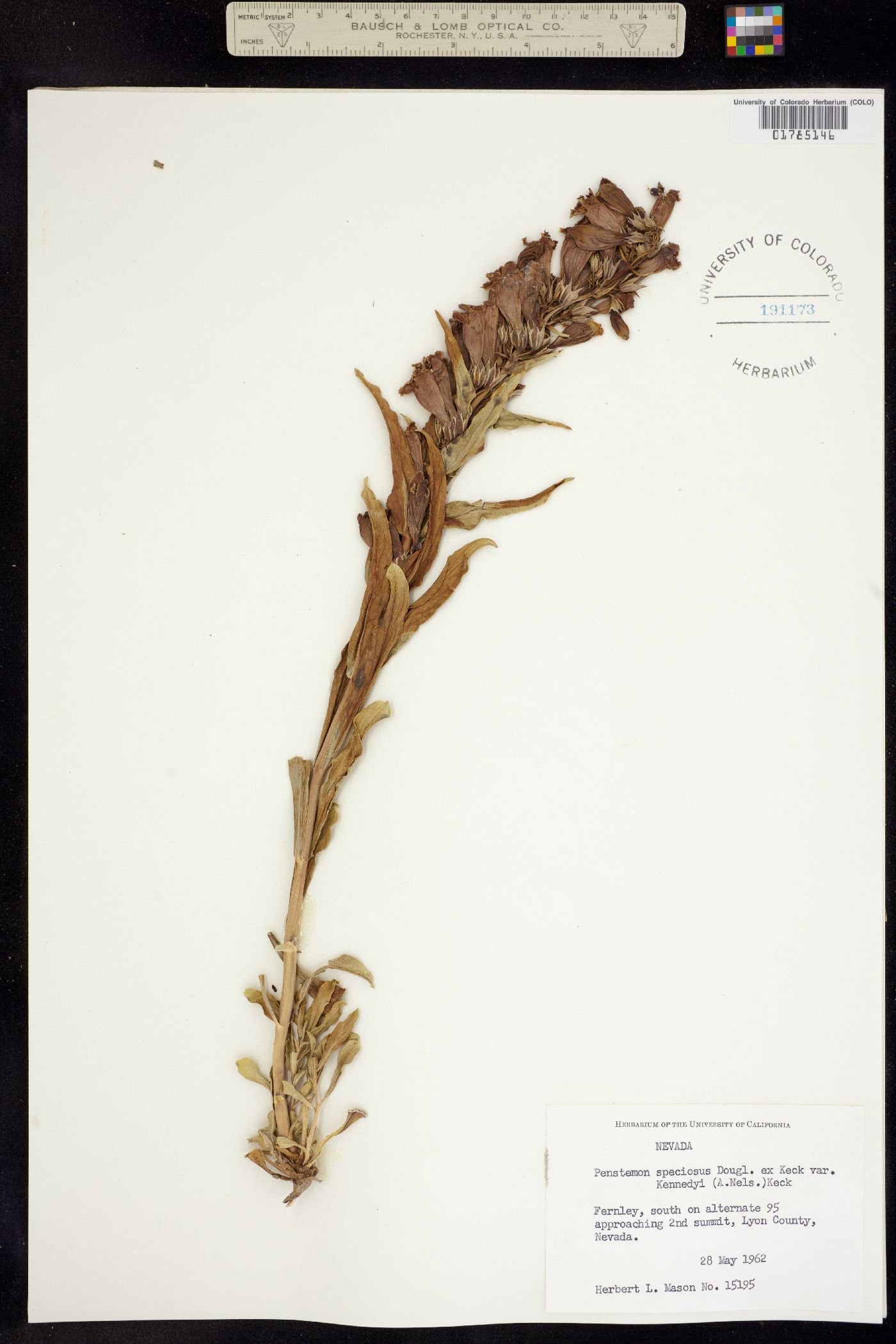 Penstemon speciosus image