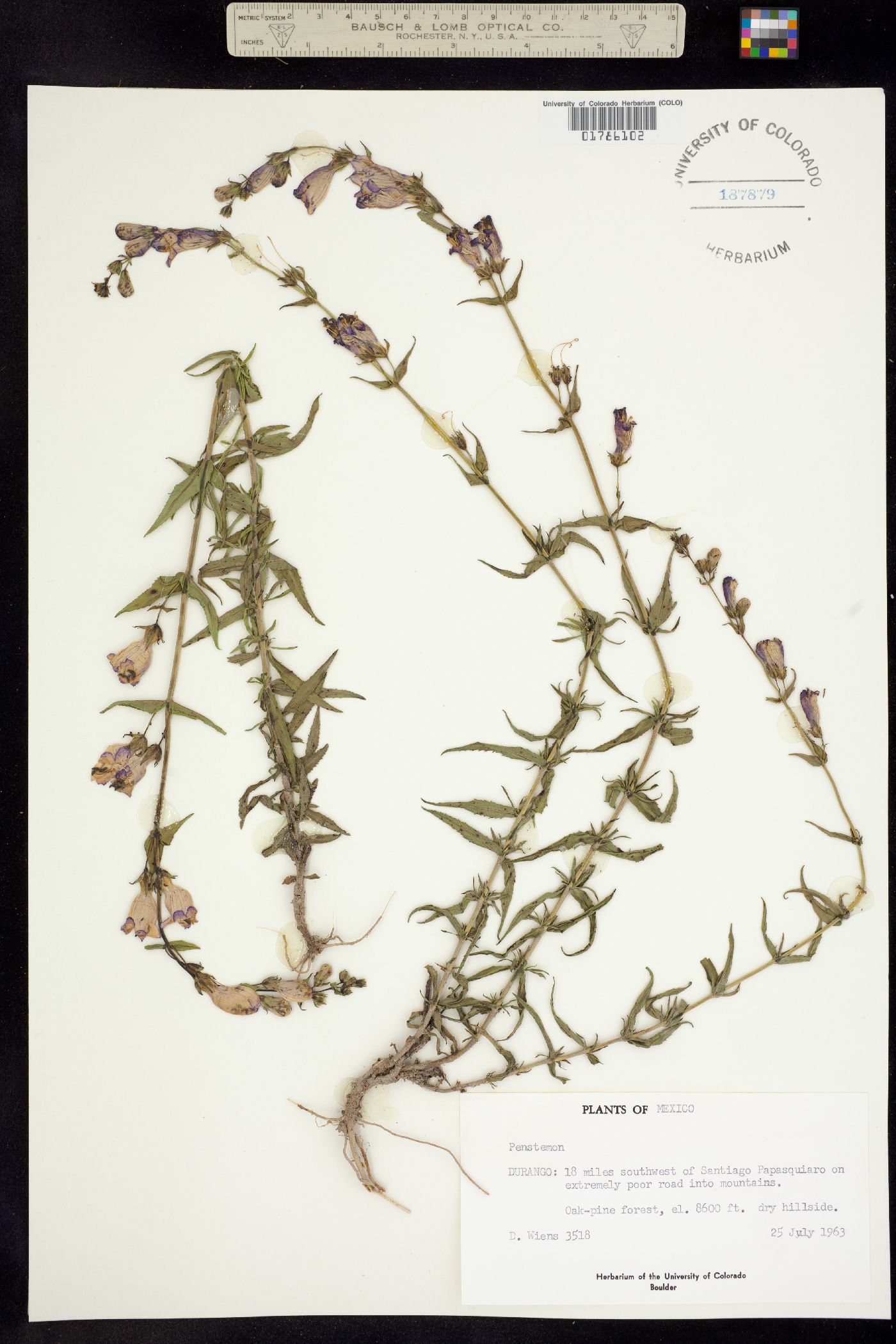 Plantaginaceae image