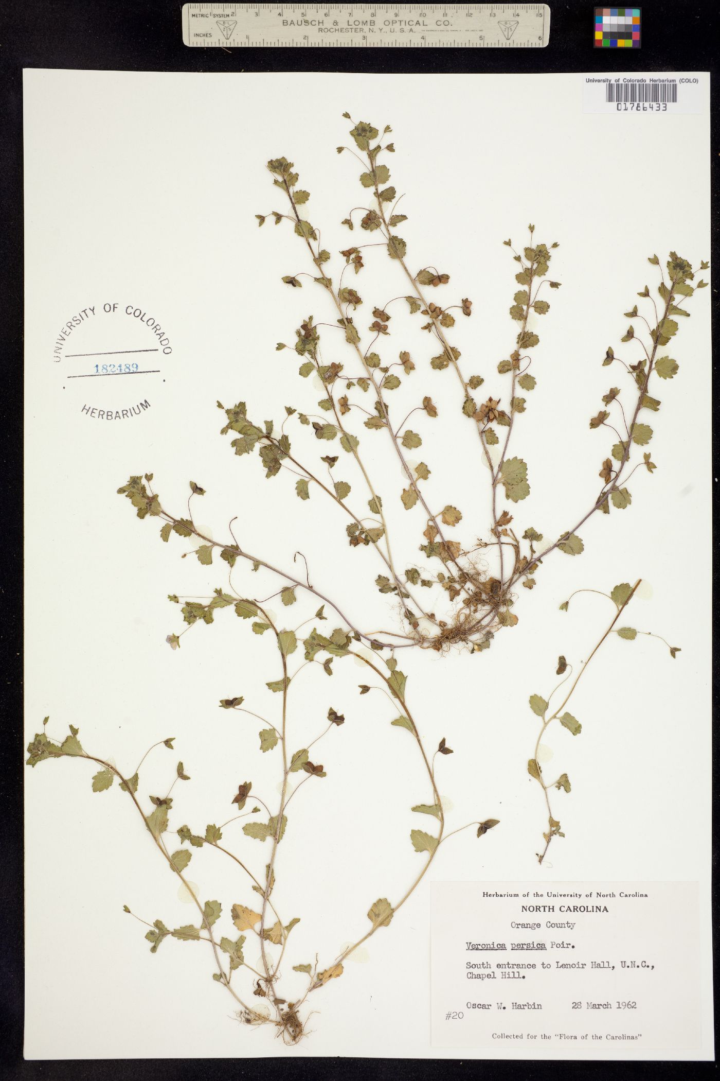 Veronica persica image