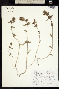 Rhinanthus crista-galli image