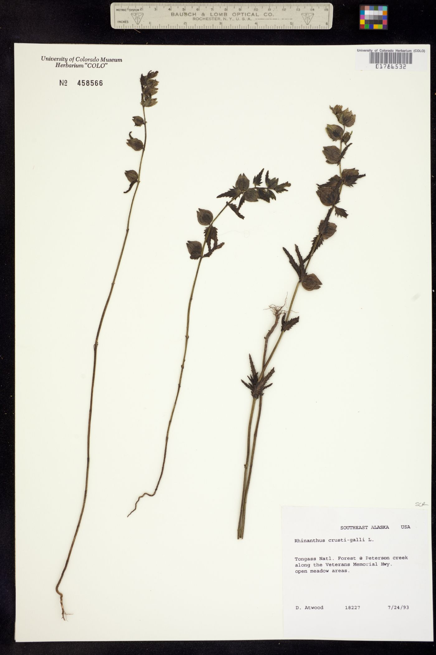 Rhinanthus crista-galli image