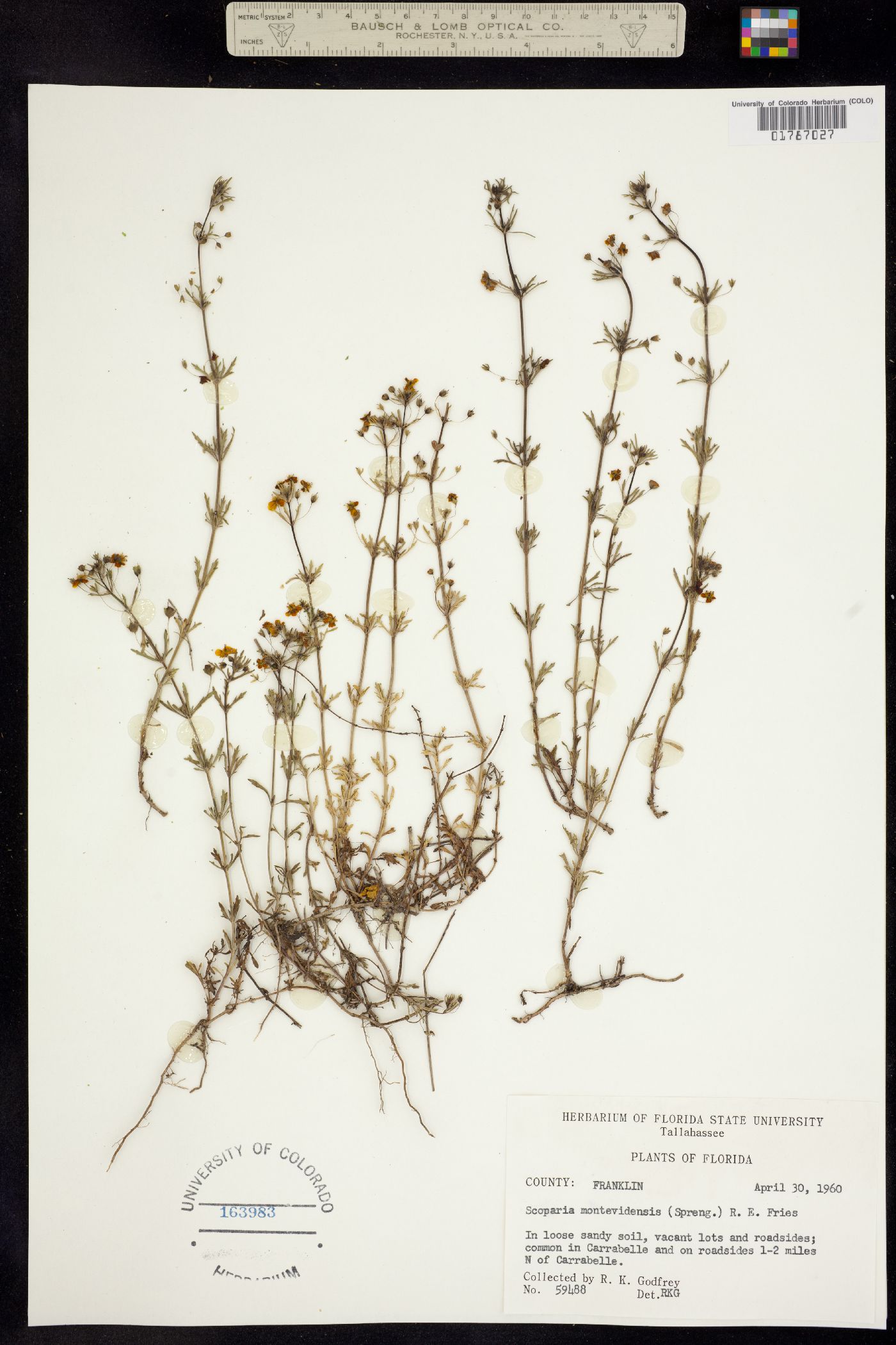 Scoparia montevidensis image