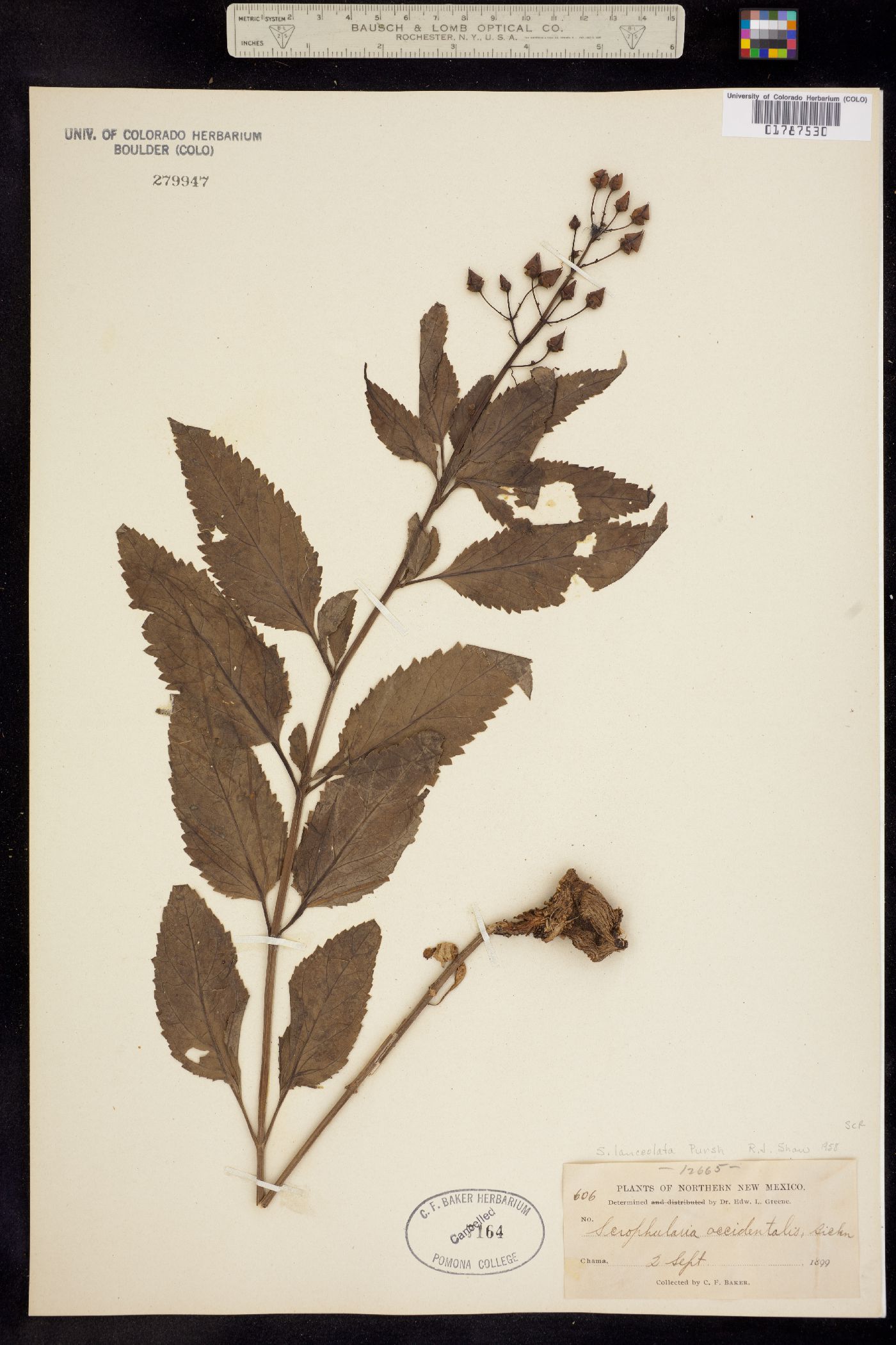 Scrophulariaceae image