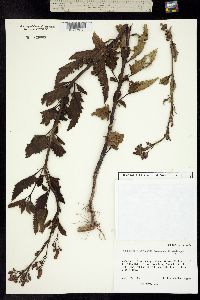 Image of Scrophularia macrantha