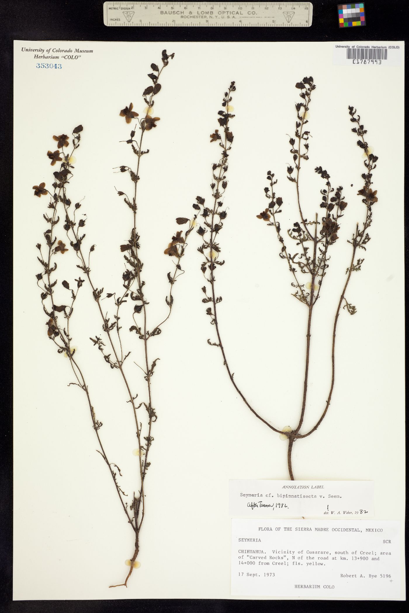 Seymeria bipinnatisecta image