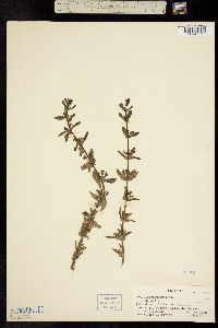 Image of Stemodia durantifolia