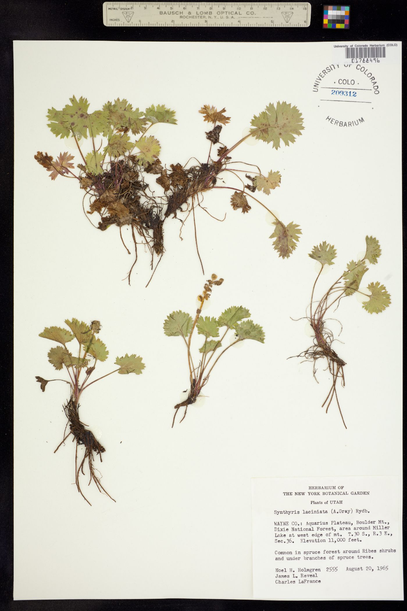 Synthyris laciniata image