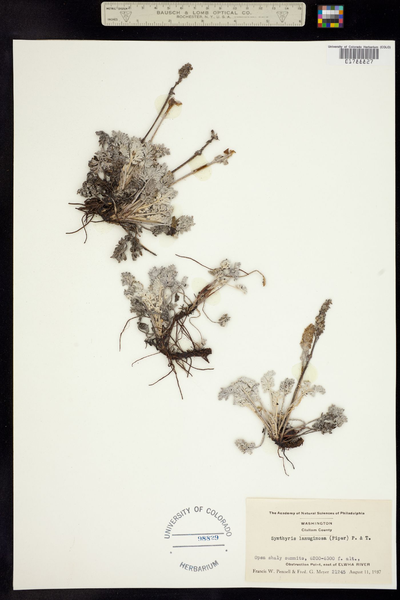 Synthyris lanuginosa image